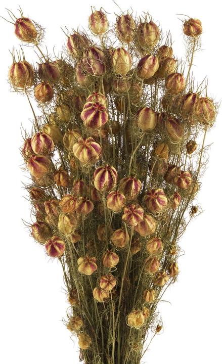 Geschenkkörbe CH Nigella Trockenblumen, natur grün (Trockenblumen)