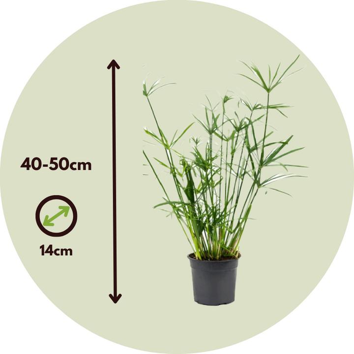 Image du produit Plant in a Box Cyperus alternifolius - Set de 4 laîches parasols (50 cm)