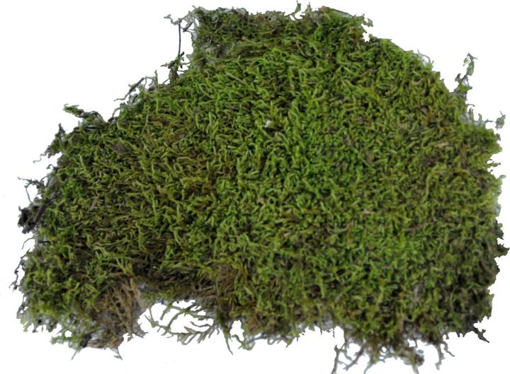 Actual product image Lucky Reptile Vivarium Moss