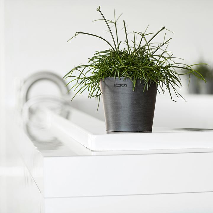 Produktbild Ecopots Amsterdam Mini (8 cm)