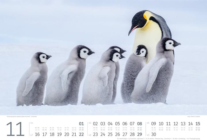 Produktbild Pinguine Kalender 2026