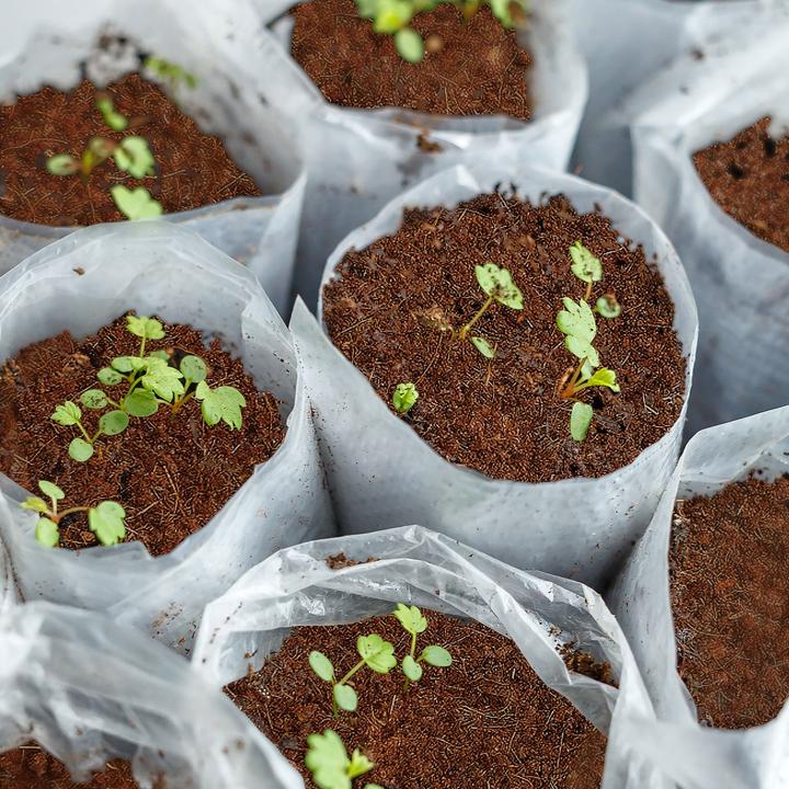 Actual product image Casa Pura Kokoserde (Soil without peat)