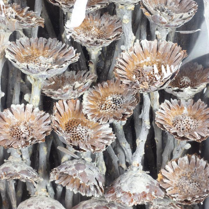 Produktbild Vosteen Protea Compacta Rosette