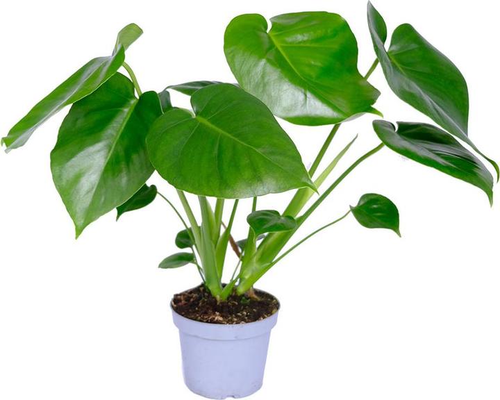 Actual product image VEG and the City Lanai (Fensterblatt - Monstera deliciosa) (30 cm)