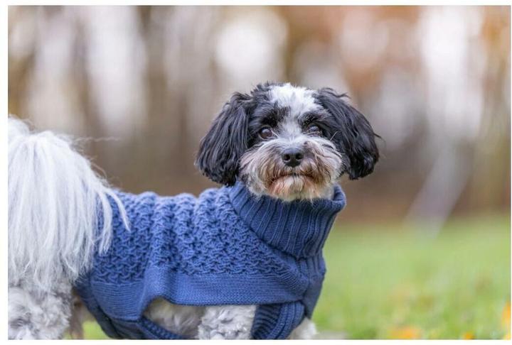 Actual product image Trixie Norwood XXS jumper, 21 cm, dark blue (XXS, Dog jumper)