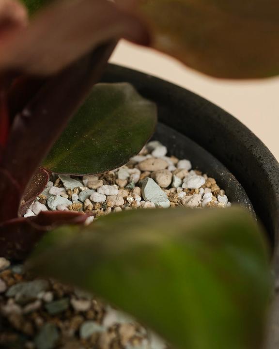 Produktbild feey 'Schweizer Philodendron 'Red Sun' • (25 cm)