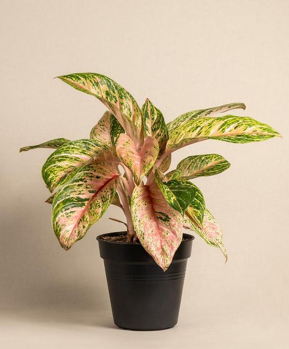 Actual product image feey Aglaonema Cocomelon (35 cm, Freshly repotted)