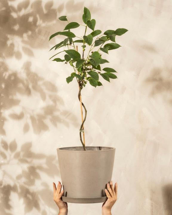 Actual product image feey Mini-Kiwi (500 cm)