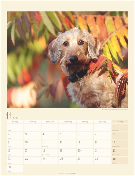 Produktbild Dackel Kalender 2026 (30 x 39 cm, Harter Einband, Deutsch)
