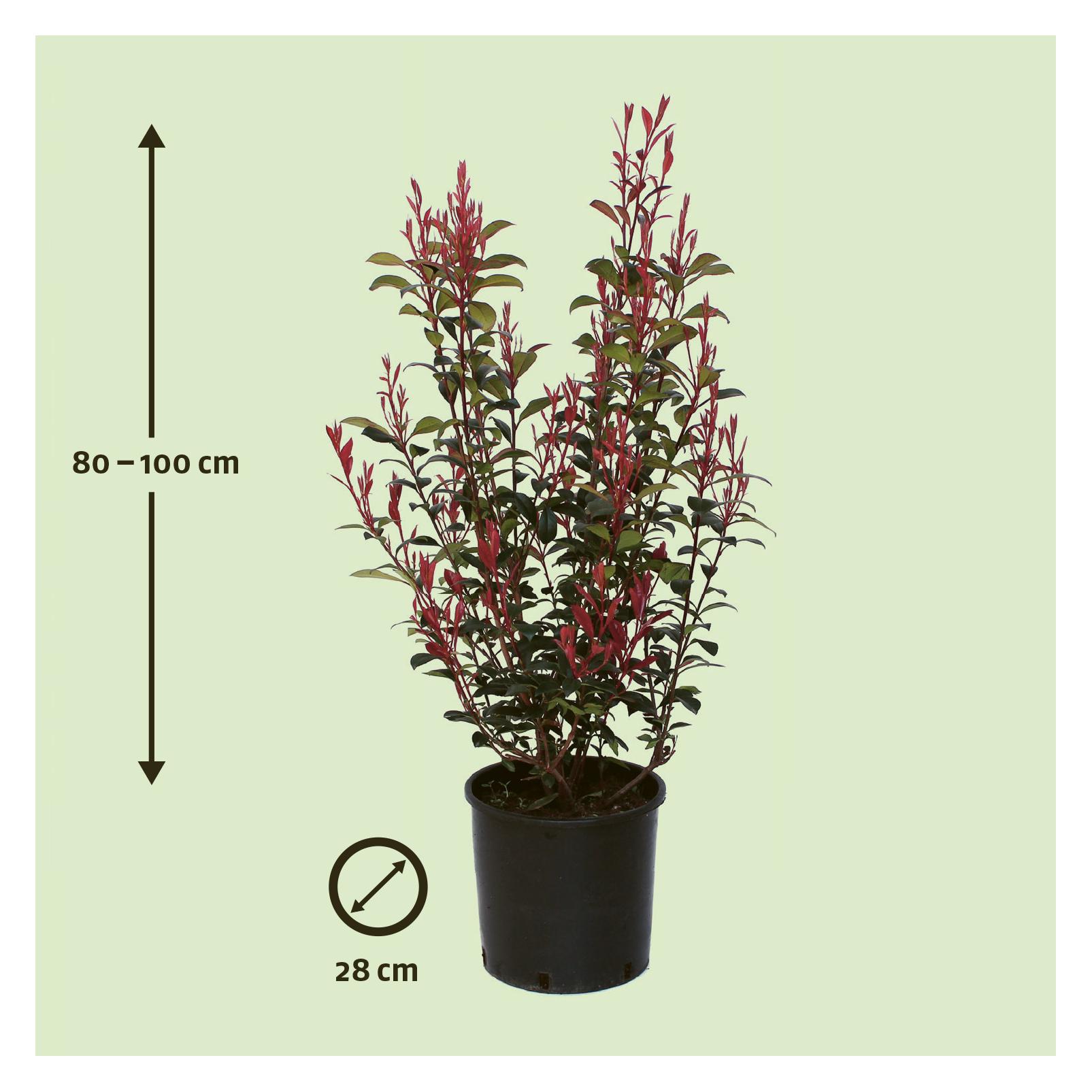 Zulauf Glanzmispel / Photinia f. 'Robusta Compacta'
