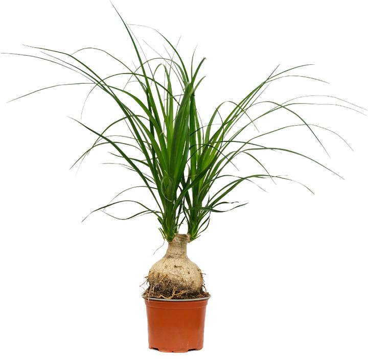 VEG and the City Nuro (Elefantenfuss - Beaucarnea recurvata)