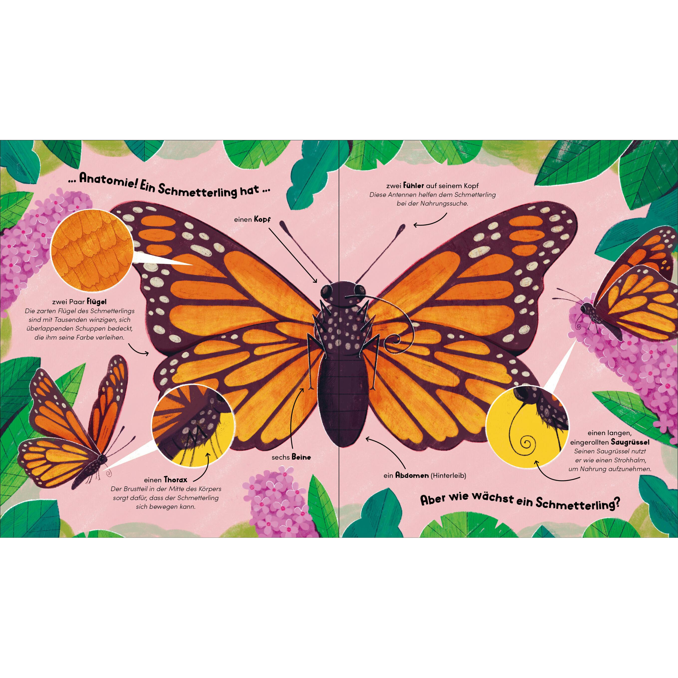 Thumbnail - Aus klein wird gross. So wächst ein Schmetterling, Kinderbücher von Bianca Austria, Sara Forster