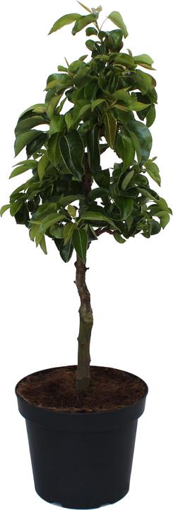 Actual product image Zulauf Dwarf pear (50 cm)