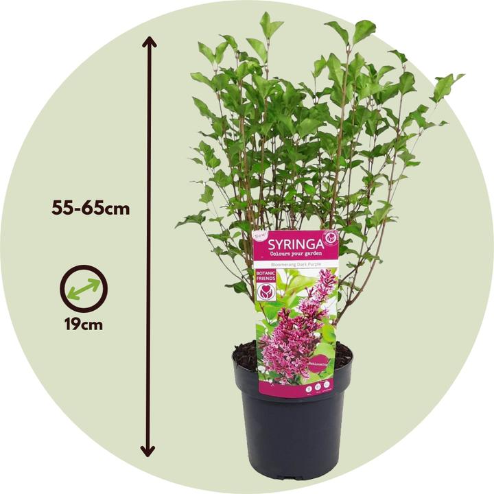 Produktbild Plant in a Box Syringa Bloomerang Dark Purple - Flieder (55 cm)