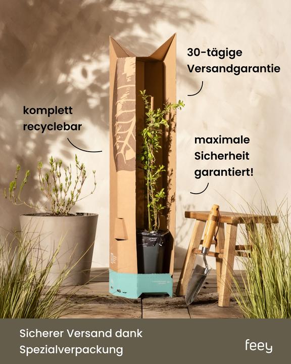 Produktbild feey Lavendel (20 cm, Tierfreundlich)