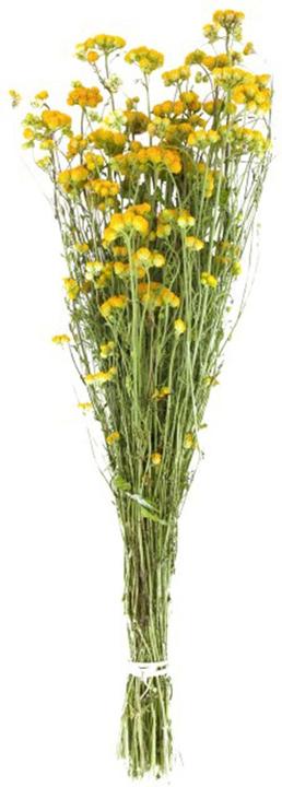 Image du produit Dijk Séneçon jacobée nature - Jacobaea vulgaris (Fleurs séchées)