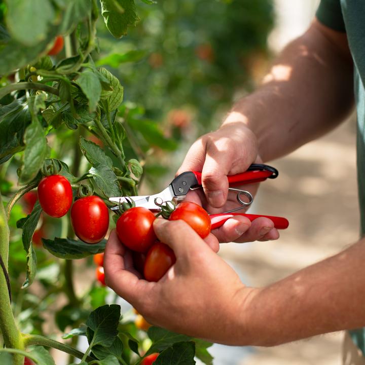 Immagine prodotto Felco 321 Cesoie per la raccolta e la lettura