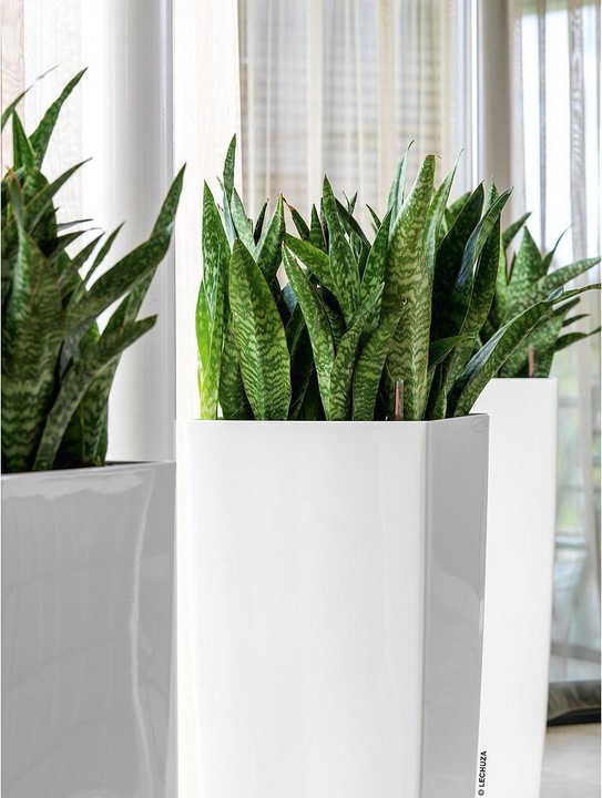 Immagine prodotto Lechuza Cubico (22 cm)