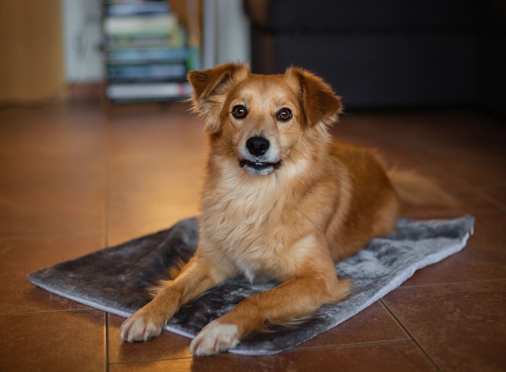 Actual product image Deek Pets deek "Thermo Mat" Self-Heating Blanket (Dog)