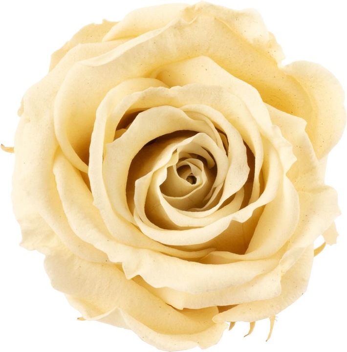 Produktbild Flowerbox 12er-Pack Infinity-Bloom konservierte Rosenköpfe MINI (Infinity Blumen)