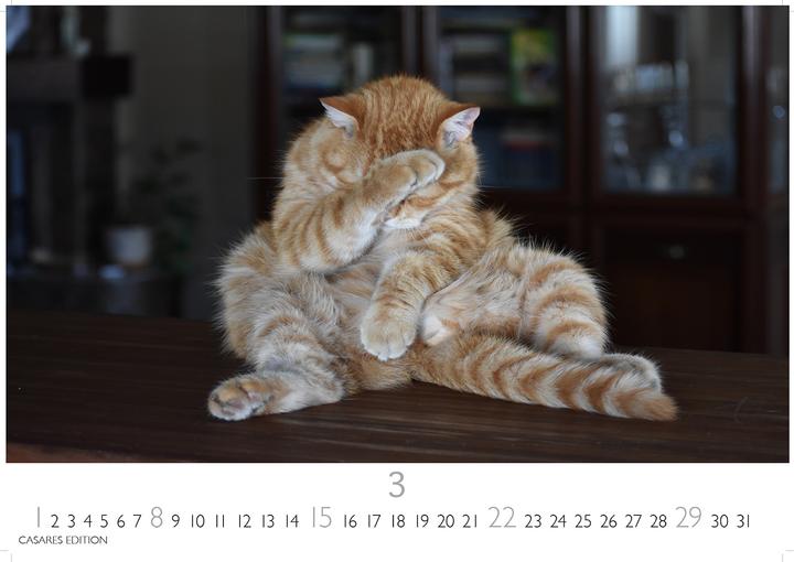 Immagine prodotto Funny Cats 2026 S 24x35cm (24 x 35 cm)