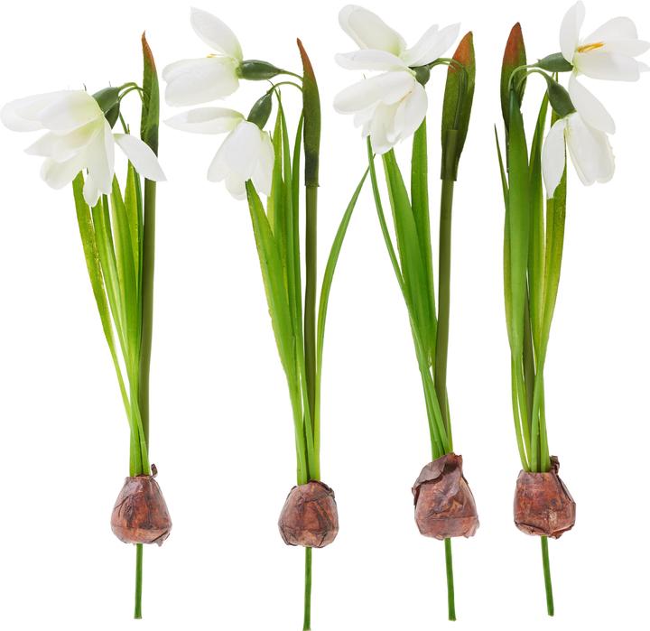 DPI Schneeglöckchen mit Zwiebel, 4 Stück