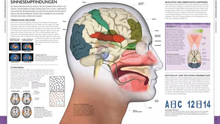 Actual product image Das Gehirn (German, Rita Carter, 2019)
