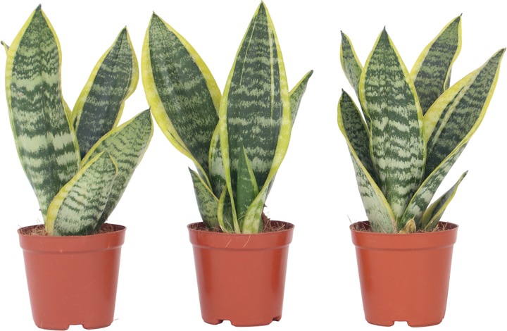 Produktbild Plant in a Box Sansevieria trifasciata 'Futura Superba' - 3er Set Bogenhanf (35 cm)