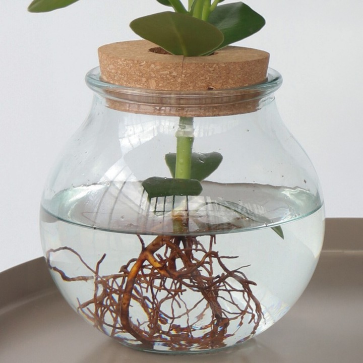 Actual product image Plant in a Box Clusia rosea Princess - In glass (35 cm)