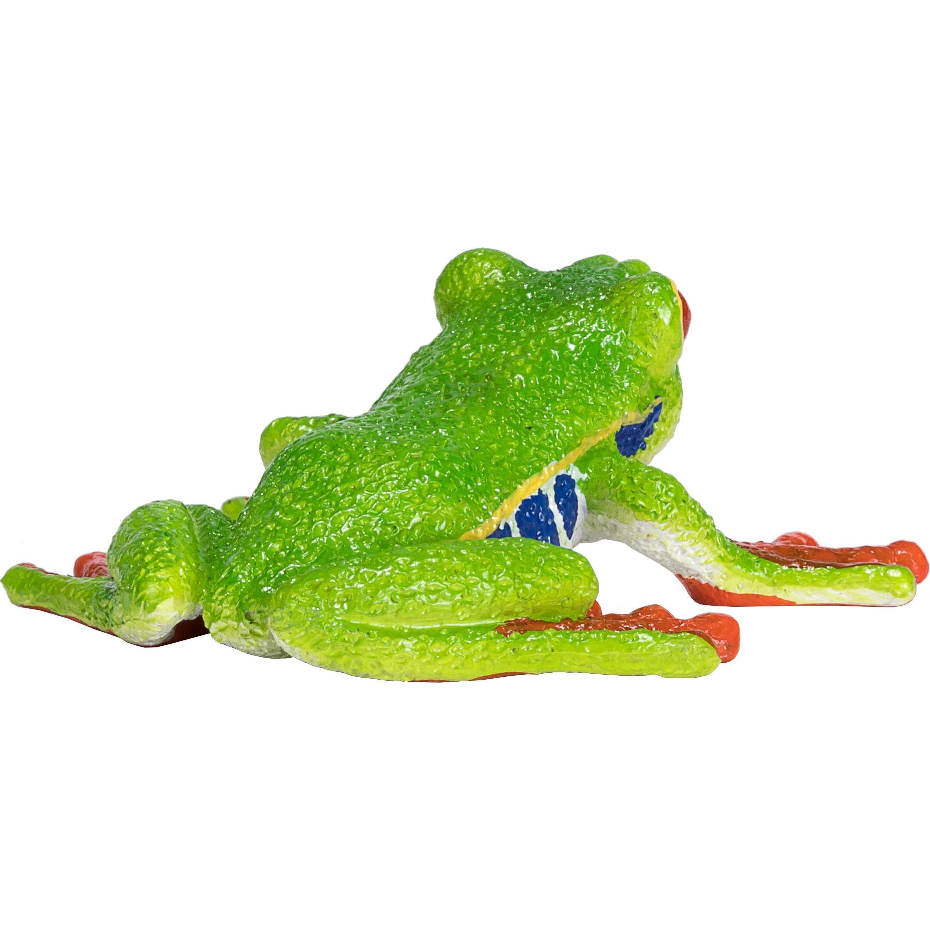 small foot Rotaugenlaubfrosch (387299)