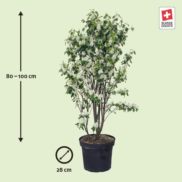 Produktbild Zulauf Gewöhnliche Felsenbirne / Amelanchier ovalis (100 cm)