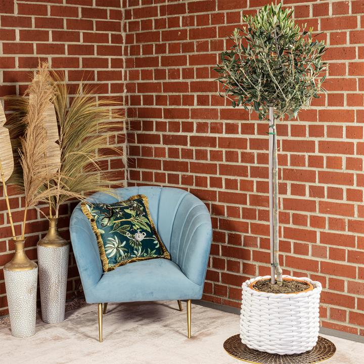 Produktbild Flowerbox Olivenbaum - Olea europaea (110 cm)