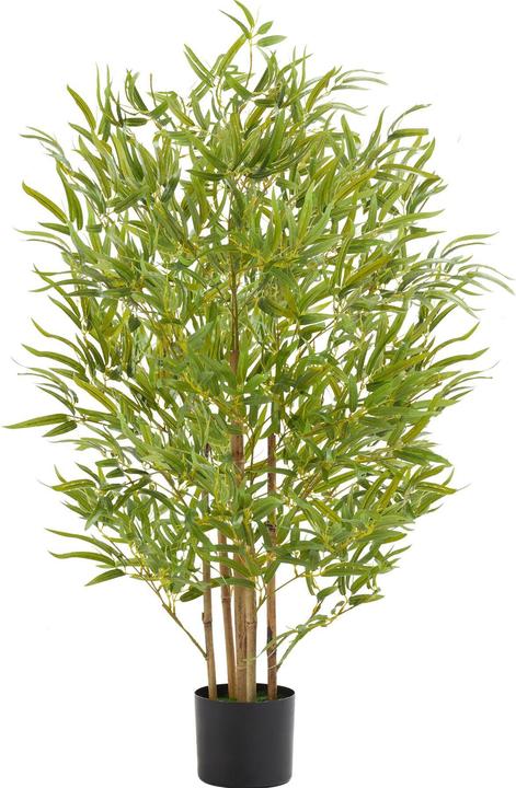 Image du produit tectake Bambusbaum Bambosa (120 cm)