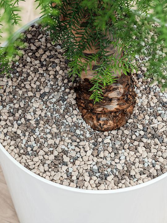 Immagine prodotto Baq Design Kentia Howea forsteriana & Baq Gradient Lee (140 cm)