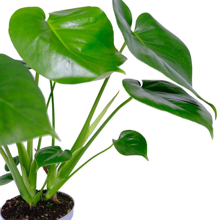Actual product image VEG and the City Lanai (Fensterblatt - Monstera deliciosa) (30 cm)