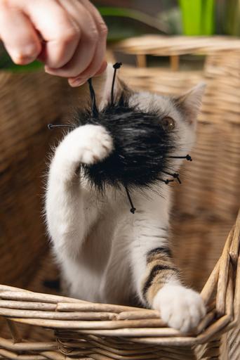 Immagine prodotto Beeztees Dschungel Sila (Catmint giocattolo)