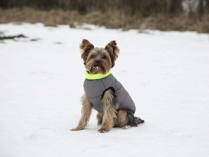 Actual product image Kerbl Charmonix quilted coat, grey/neon yellow, XS 30 cm (XS, Dog coat)