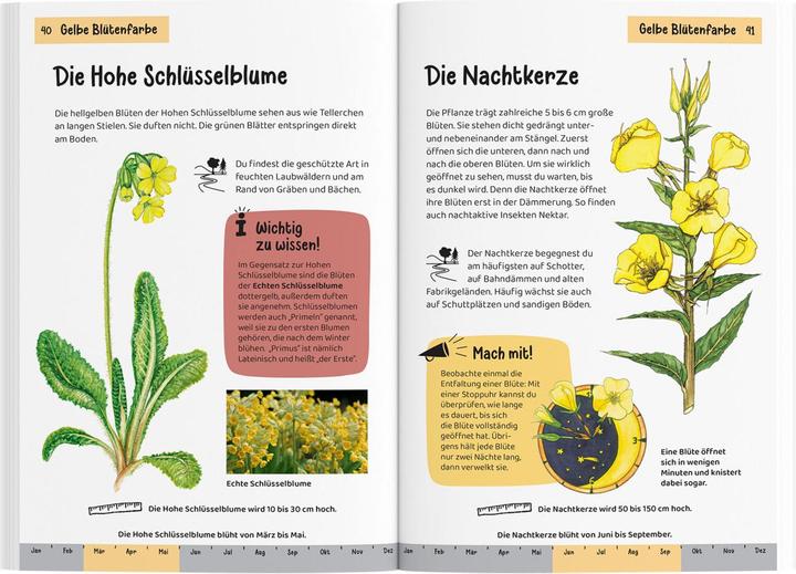 Actual product image Kosmos Was blüht denn da? Kindernaturführer (German, Heike Herrmann, Ursula Stichmann-Marny, 2022)