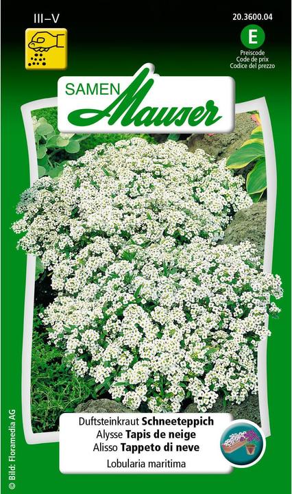 Actual product image Samen Mauser Fragrant stonecrop snow carpet white (Flower seeds)