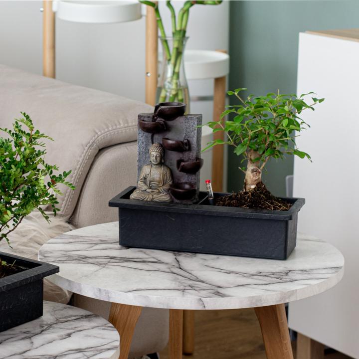 Actual product image Plant in a Box Bonsai Ligustrum, Carmona, Ficus Retusa, Syzygium, Sageretia - Set of 2 Bonsai Water System Buddha (25 cm)