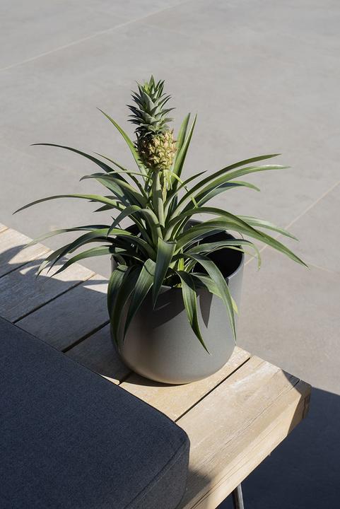 Actual product image Herstera Sita (28 x 29 cm)