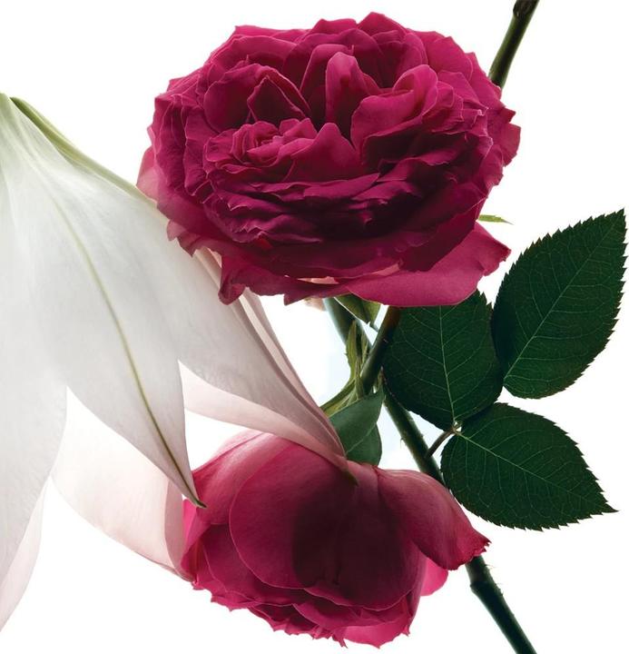 Produktbild Yves Saint Laurent Mon Paris Intensement by (Eau de Parfum, 50 ml)