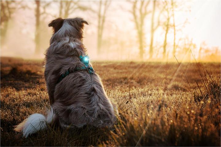 Image du produit Orbiloc Safety Light Dog Dual (Taille unique, Chien)