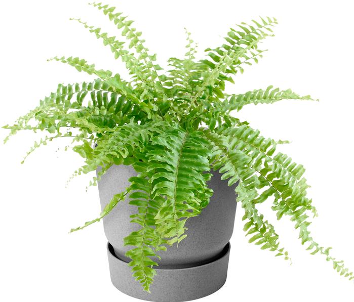 Produktbild Elho Greenville (25 cm)