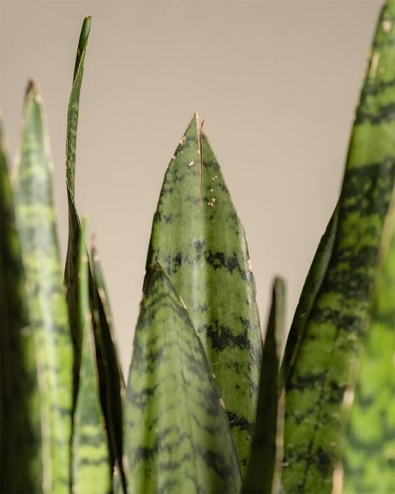 Immagine prodotto feey Grosse Grüne Schwiegermutterzunge (70 cm, Appena rinvasata)