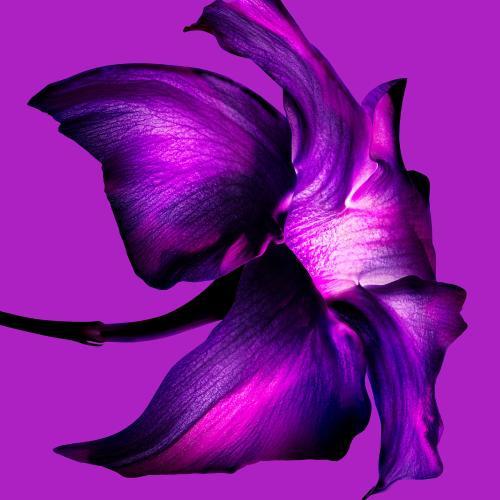 Produktbild Thierry Mugler Mugler Alien Extraintense Eau De Parfum Intense - 90ml (Eau de Parfum, 90 ml)