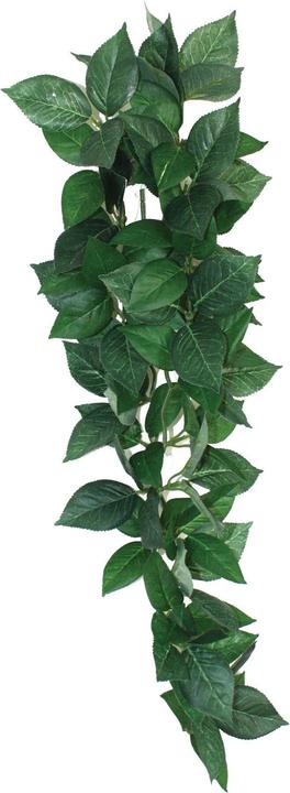 Komodo Sumatra Hanging Vine