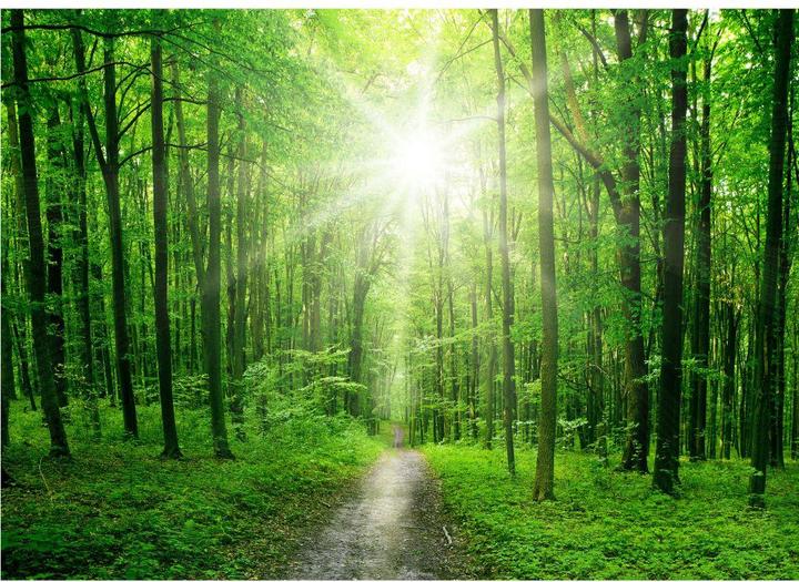 Produktbild Trenddeko Sunny Forest (384 x 260 cm)