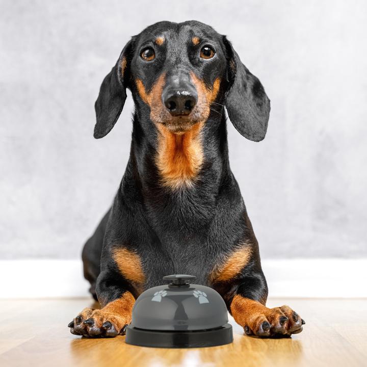 Actual product image Relaxdays 4x pet training bell (Intelligence toy dog)
