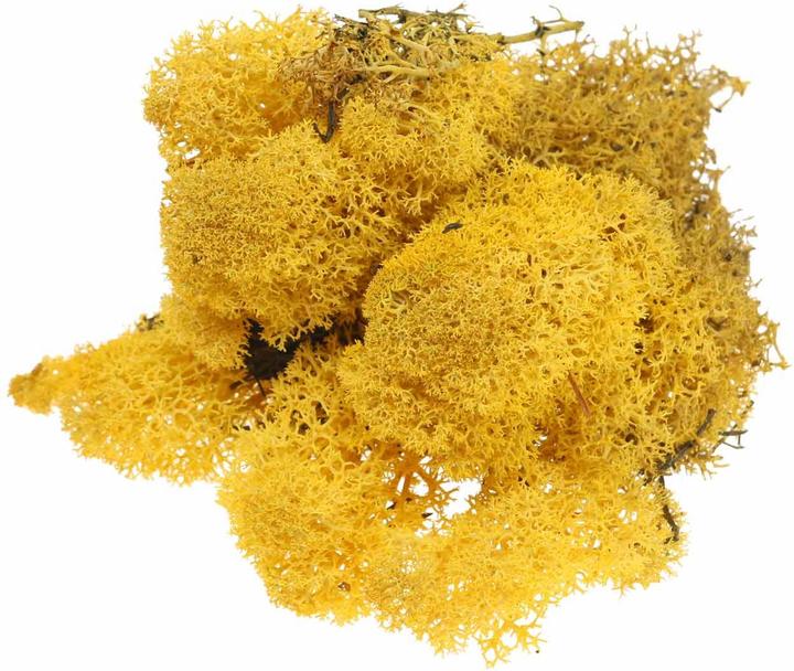 Produktbild Flowerbox Islandmoos